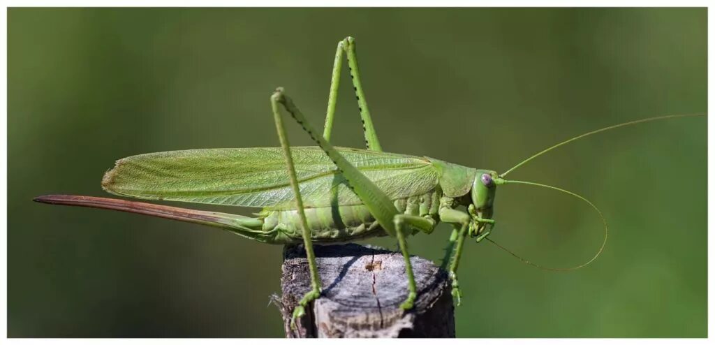 Кузнечик зеленый без крыльев. Tettigonia viridissima обыкновенный кузнечик. Яйцеклад кузнечика. Кузнечик зелёный перевязанный. Кузнечик мормон.