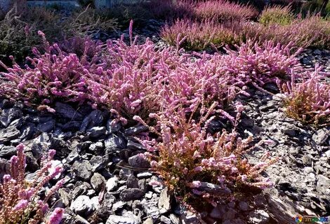 Lower plants