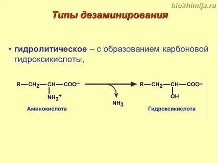 Биологическая роль дезаминирования аминокислот
