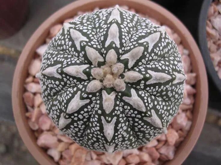 Astrophytum asterias. Астрофитум культивар. astrophytum asterias nudum ooibo. астрофитум астериас вариегатный. культивары кактусов.