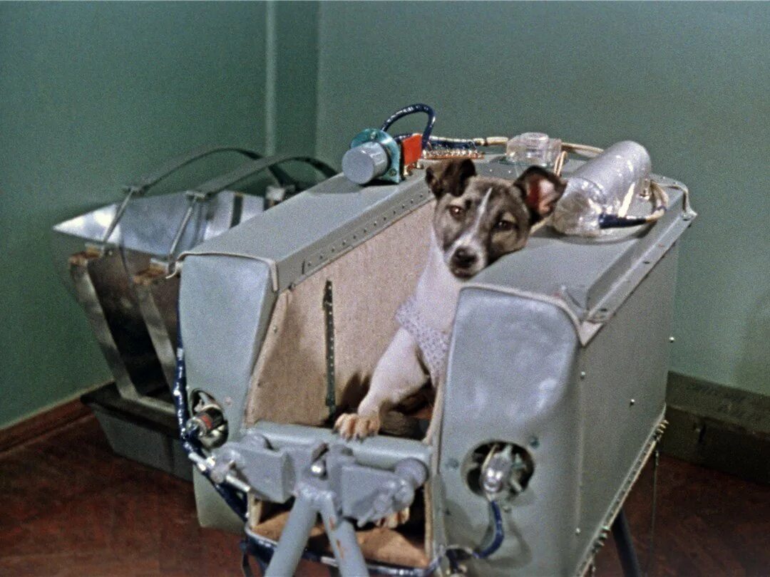 Первое животное совершивший орбитальный полет. Собака лайка 1957. Собака космонавт лайка 1957 год. Собака лайка на спутнике 2. Лайка 3 ноября 1957.