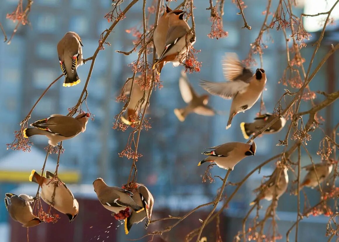 Птицы летающие зимой. Птицы весной. Весенние птички. Птичья стая.