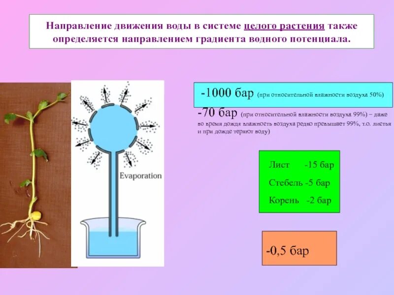 Поступление в растение зависит от