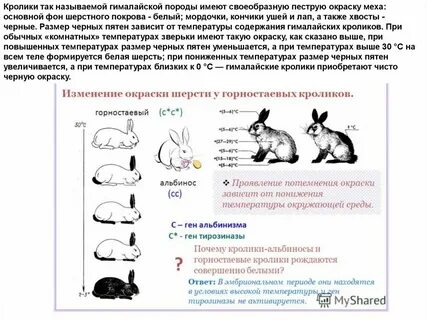 Скрестили гомозиготного кролика