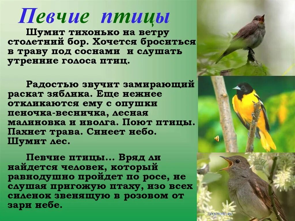 Пение птиц текст. Описание пения птиц. певчие птицы для детей. стихи про пение птиц. певчие птицы сообщение.