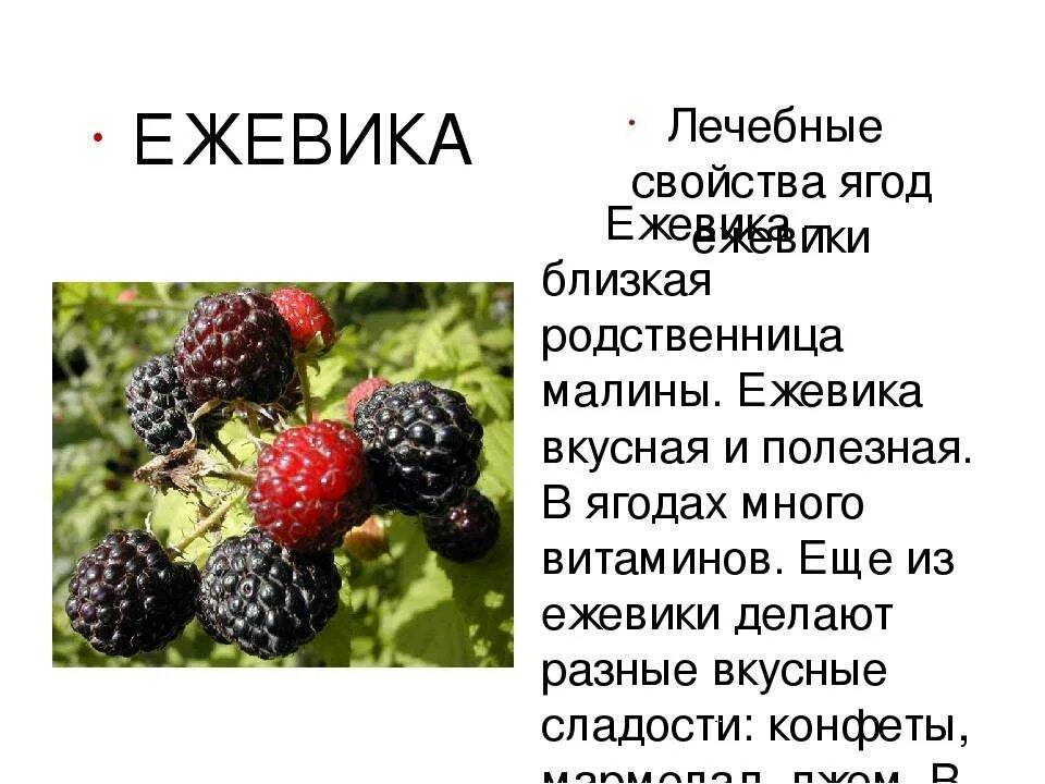 Ягодка характеристика. Ежевика полезные свойства. Чем полезна ежевика. Ежевика польза. Ежевика описание.