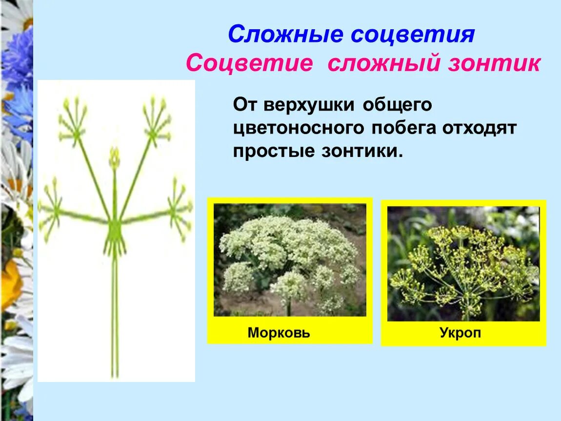 Растения с соцветием зонтик. Соцветие моркови сложный зонтик. Тип соцветия зонтик примеры. Соцветие сложный зонтик характерно для:. Вязель соцветие зонтик.