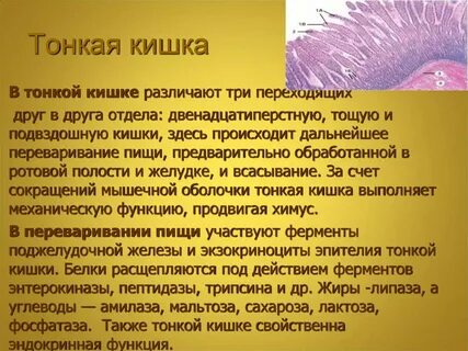 Тонкая кишка выполняет функции