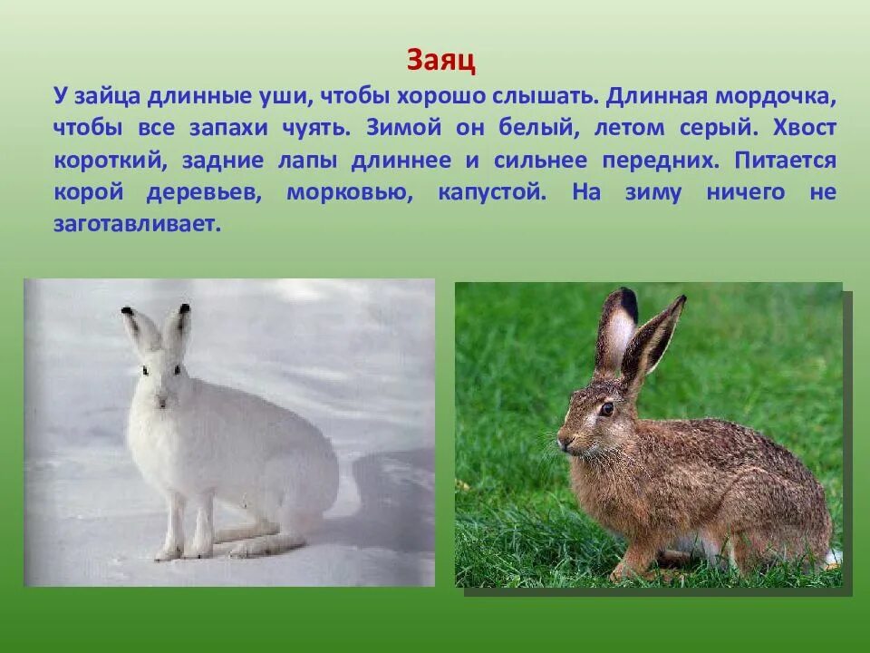 Сообщение на тему дикие животные