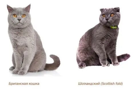 Чем отличается британец