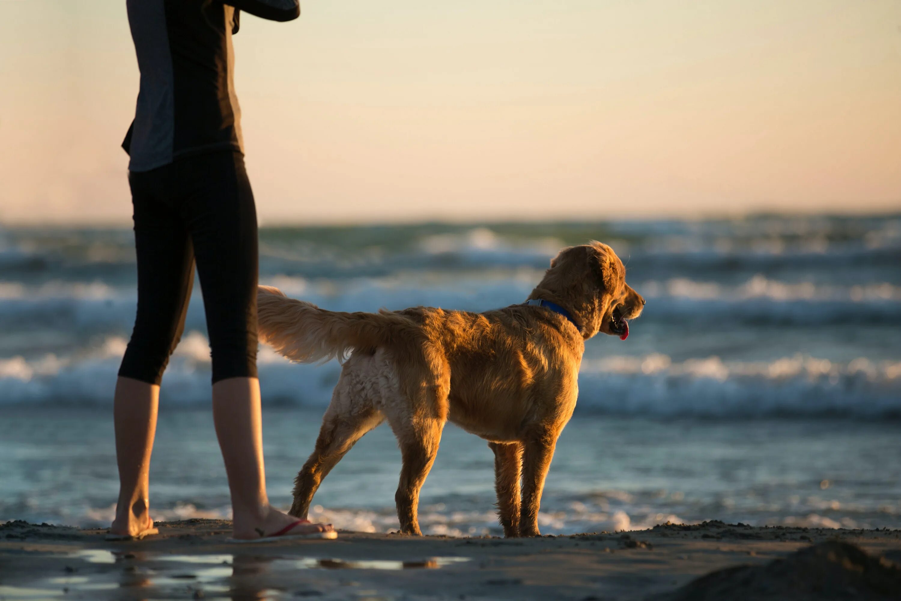 Animals more human. Собака на море. Собака сидит спиной. Человек и собака на берегу моря.