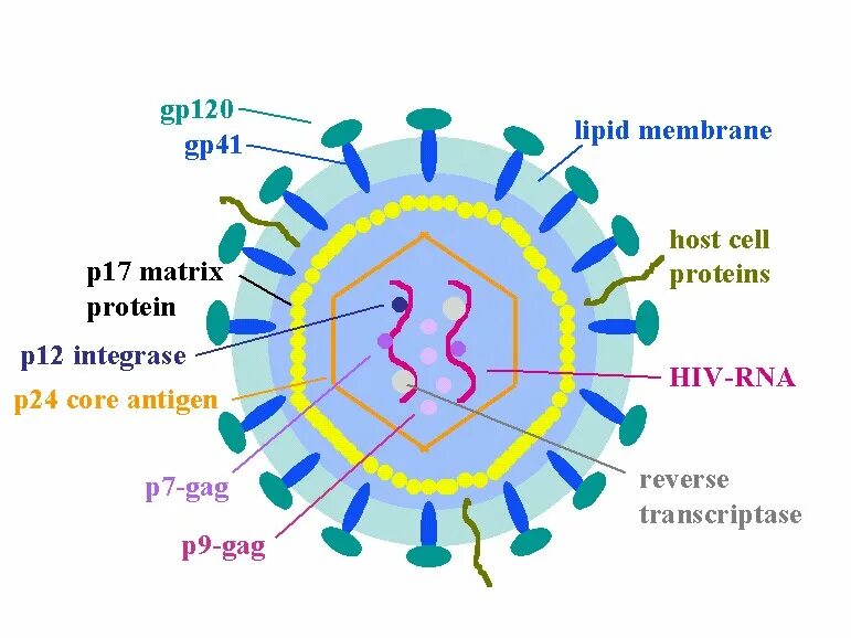 HIV virus structure. Вирион ВИЧ. Структура ВИЧ 2. Ретровириды ВИЧ структура. Human immunodeficiency virus 1