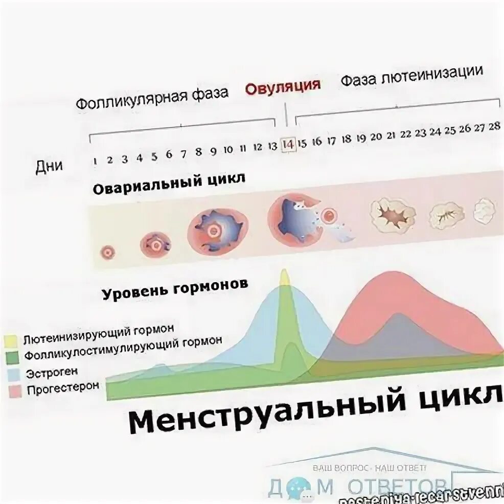 После полового акта второй. Дни овуляции. Можно забеременеть. Овуляция перед месячными. Месячные после незащищенного акта.