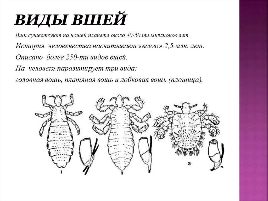 Платяная вошь (pediculus humanus corporis). Какие виды вшей. Головная вошь (pediculus humanus capitis). Какие виды вшей. Экскременты платяной вши.