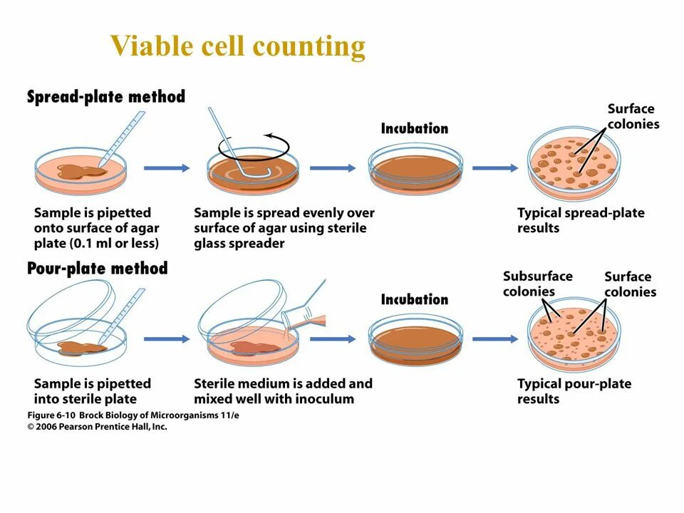 Cannot method. Viable plate count method. pour plate method. colony-forming unit -cfu. cfu что это в микробиологии.