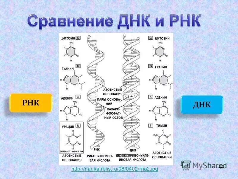 Сходство днк и рнк