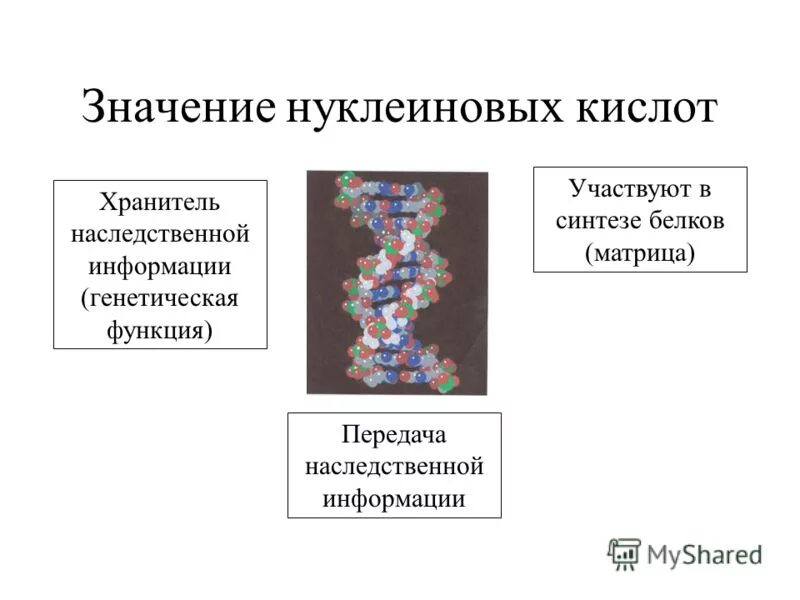 Нуклеиновыми кислотами клетки являются. Передача наследственной информации нуклеиновые кислоты. Значение нуклеиновых кислот. Роль нуклеиновых кислот в передаче наследственности.