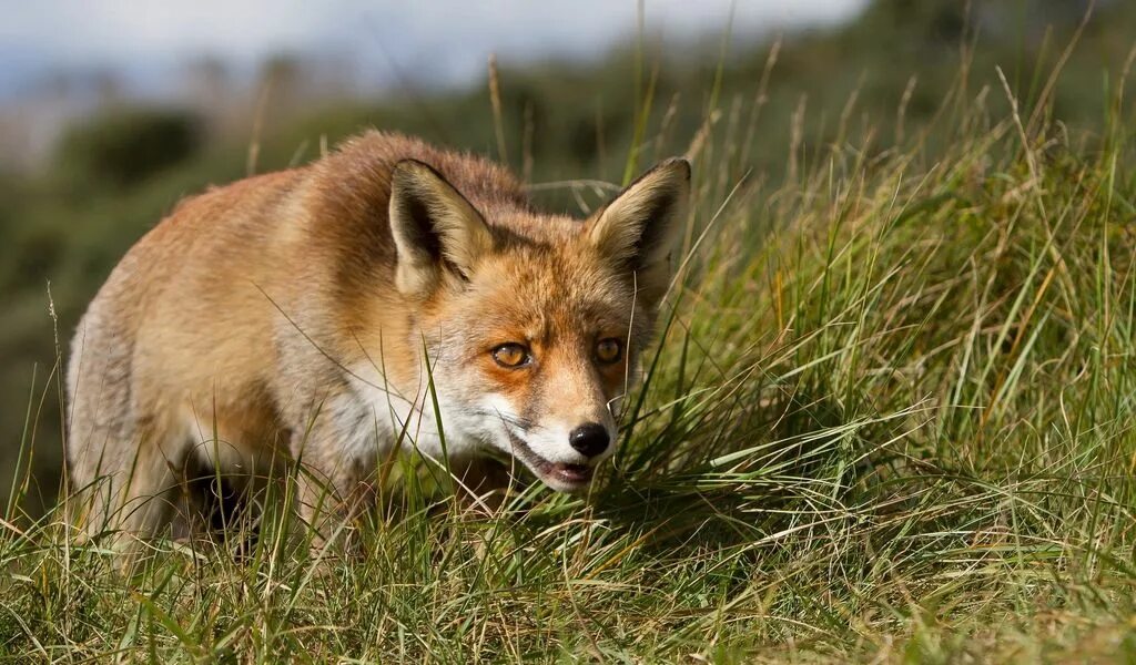 Fox animal