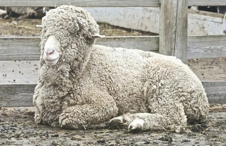 Merino sheep. Sheep breeds, Sheep, Merino sheep
