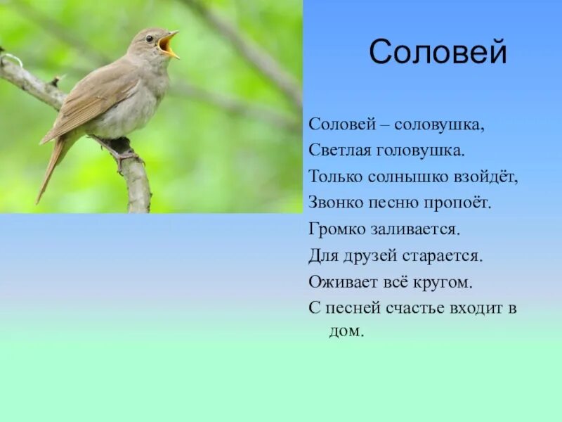 Песня соловья стих слушать. Соловьи стих. Соловей описание. Стих про соловья для детей. Доклад про соловья.