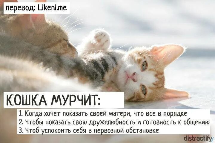 Кот перестал мурчать. Кот мурчит. почему кошки мурлычяат. почему коты мурлыкают. когда кошка мурлычет что это значит.
