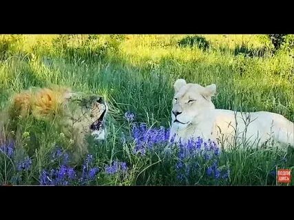 Лев поет песню