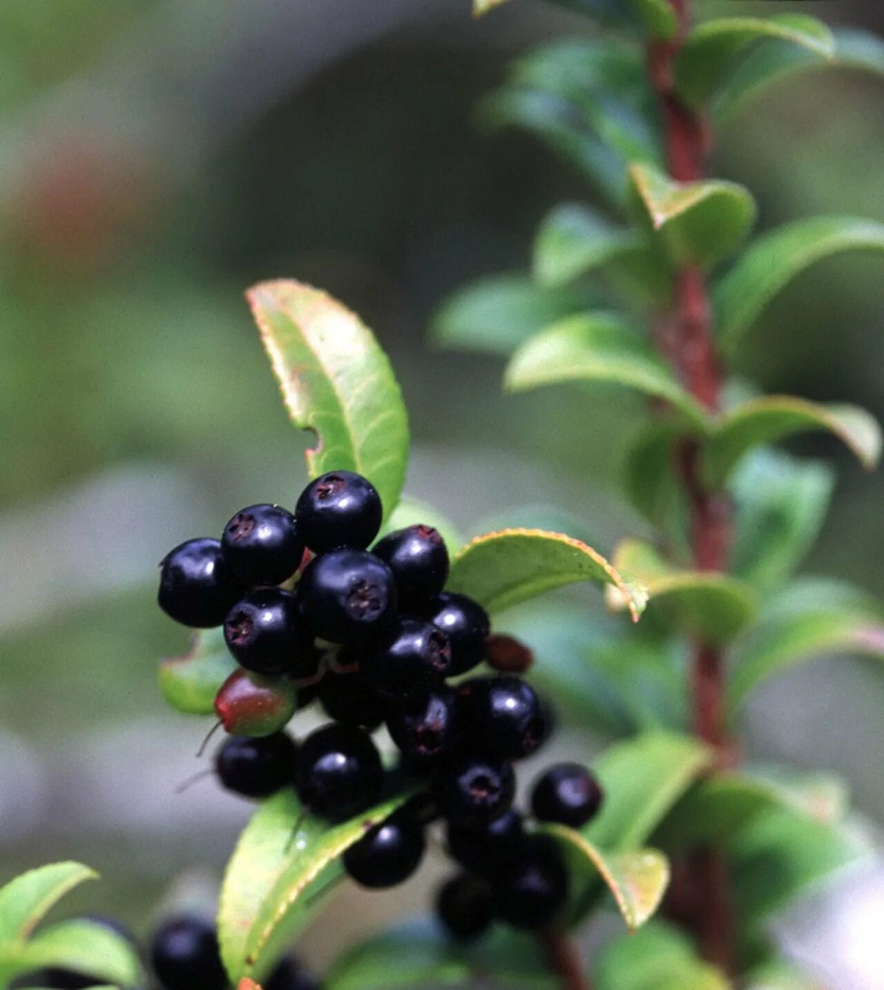Маленькие черные ягоды. Vaccinium ovatum. Вакциниум яйцевидный. Huckleberry растение. Вакциниум яйцевидный куст.