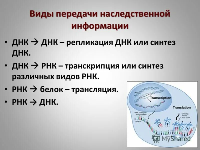 Свойство генетической информации