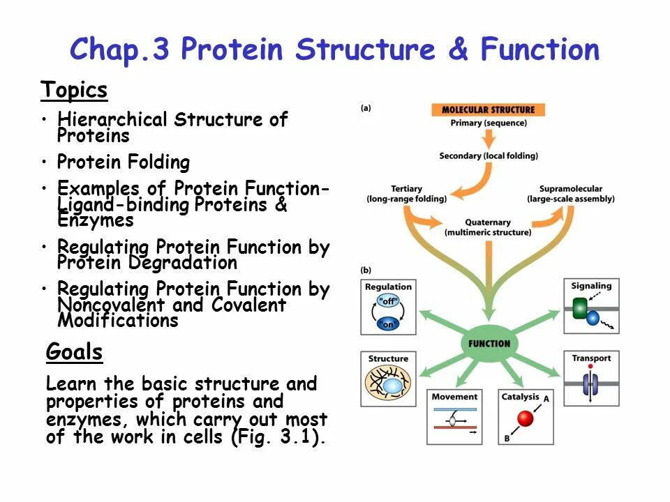 Presentations structure. Protein structure and function. primary structure of protein. primary structure of protein examples. secondary structure of protein.
