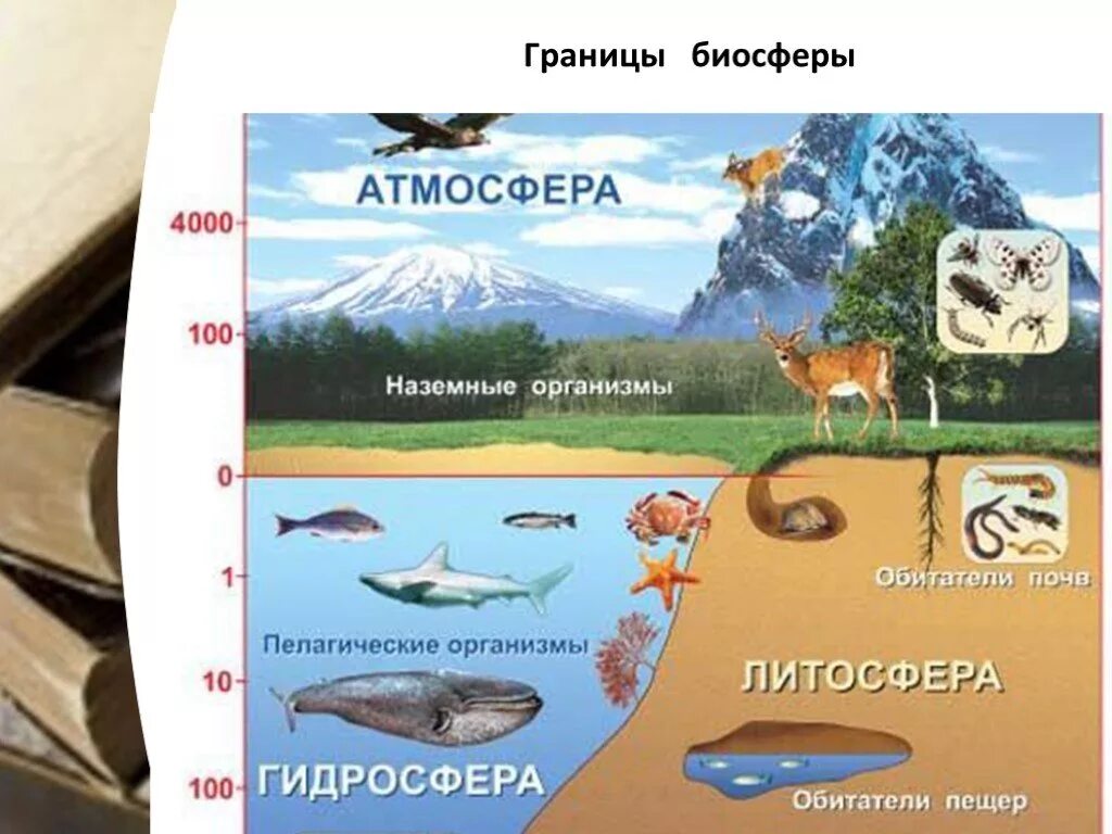 Что такое атмосфера гидросфера литосфера Биосфера гидросфера. Строение земли литосфера атмосфера гидросфера Биосфера. Биосфера гидросфера атмосфера литосфера схема. Биосфера Живая оболочка земли рисунок. Наибольшая концентрация живых организмов расположена