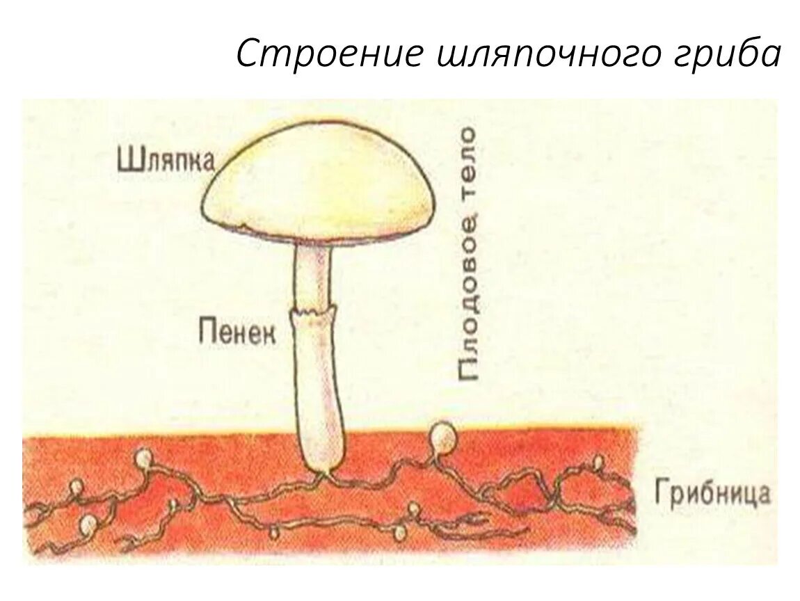 Строение шляпочного гриба 7 класс биология. Строение шляпочного гриба. Строение шляпочных грибов. Строение шляпочного гриба таблица. Плодовое тело шляпочного гриба.