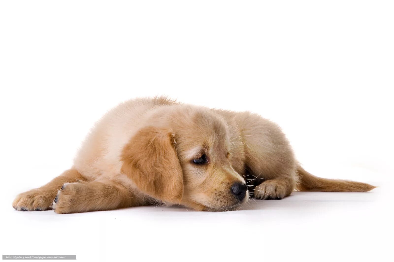 Щенок лежит. Собачка на белом фоне. Лабрадор ретривер. Собака полулежа. Щенок лежит.