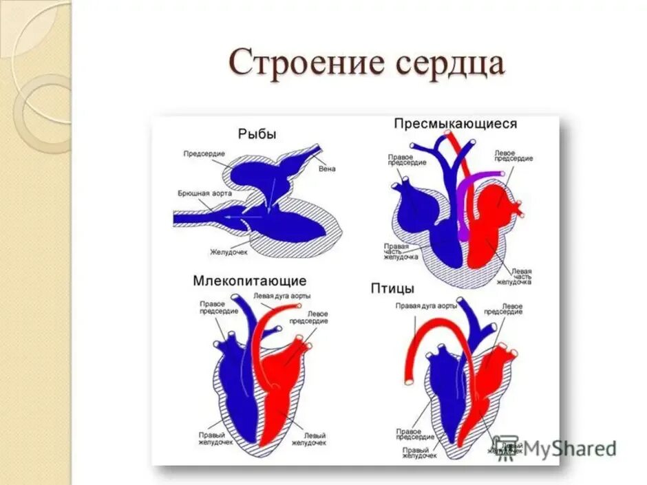 Схема строения сердца млекопитающих. Строение сердца 7 класс биология. Схема кровеносной системы птицы биология 7 класс. Строение сердца птицы 7 класс биология. Сердце птиц состоит из камер