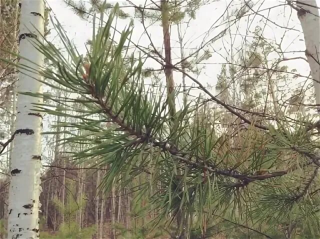 Лесок екатеринбург. 3-15, "звезда", диаметр 1,3мм, длина 15м. Леском пенза. Лесок екатеринбург. Лесок екатеринбург.