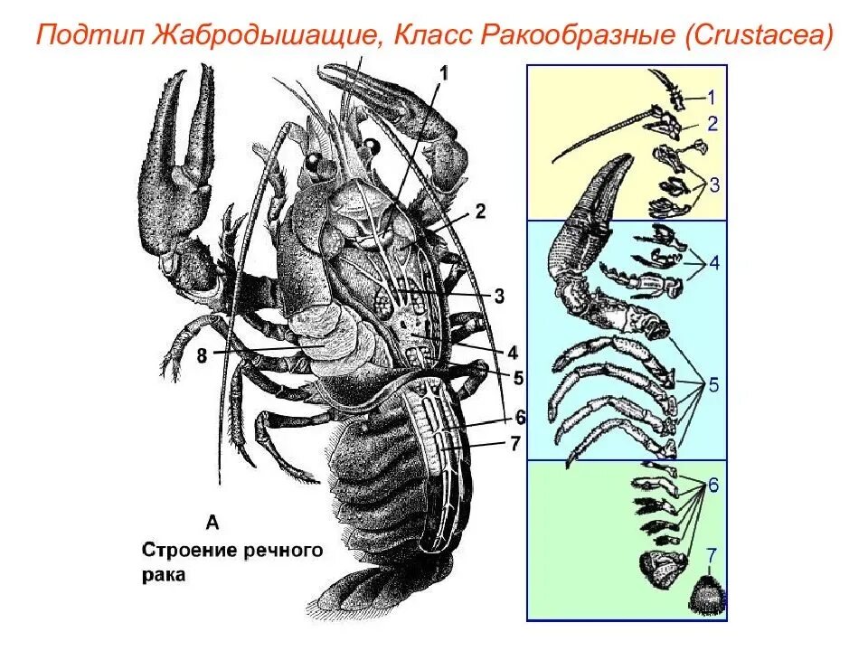 Внутреннее строение речного. Строение членистоногих ракообразные. Тип Членистоногие класс ракообразные строение. Анатомия ракообразных. Внешнее строение ракообразных.