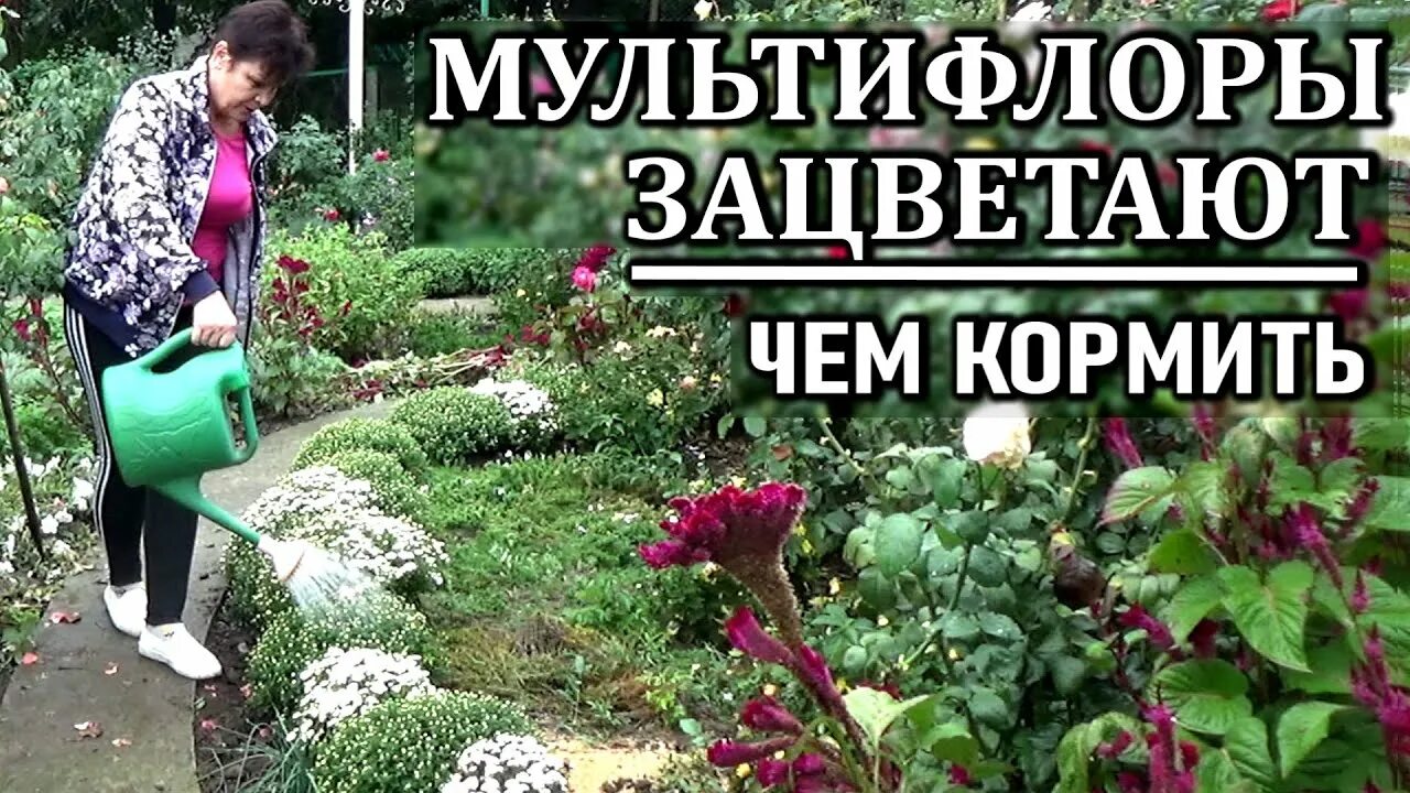 Чем подкормить хризантему в августе для цветения. Подкормка хризантем. чем подкормить хризантему. хорошее удобрение для хризантем. чем подкормить хризантемы весной.