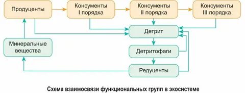 3 функциональные группы экосистемы