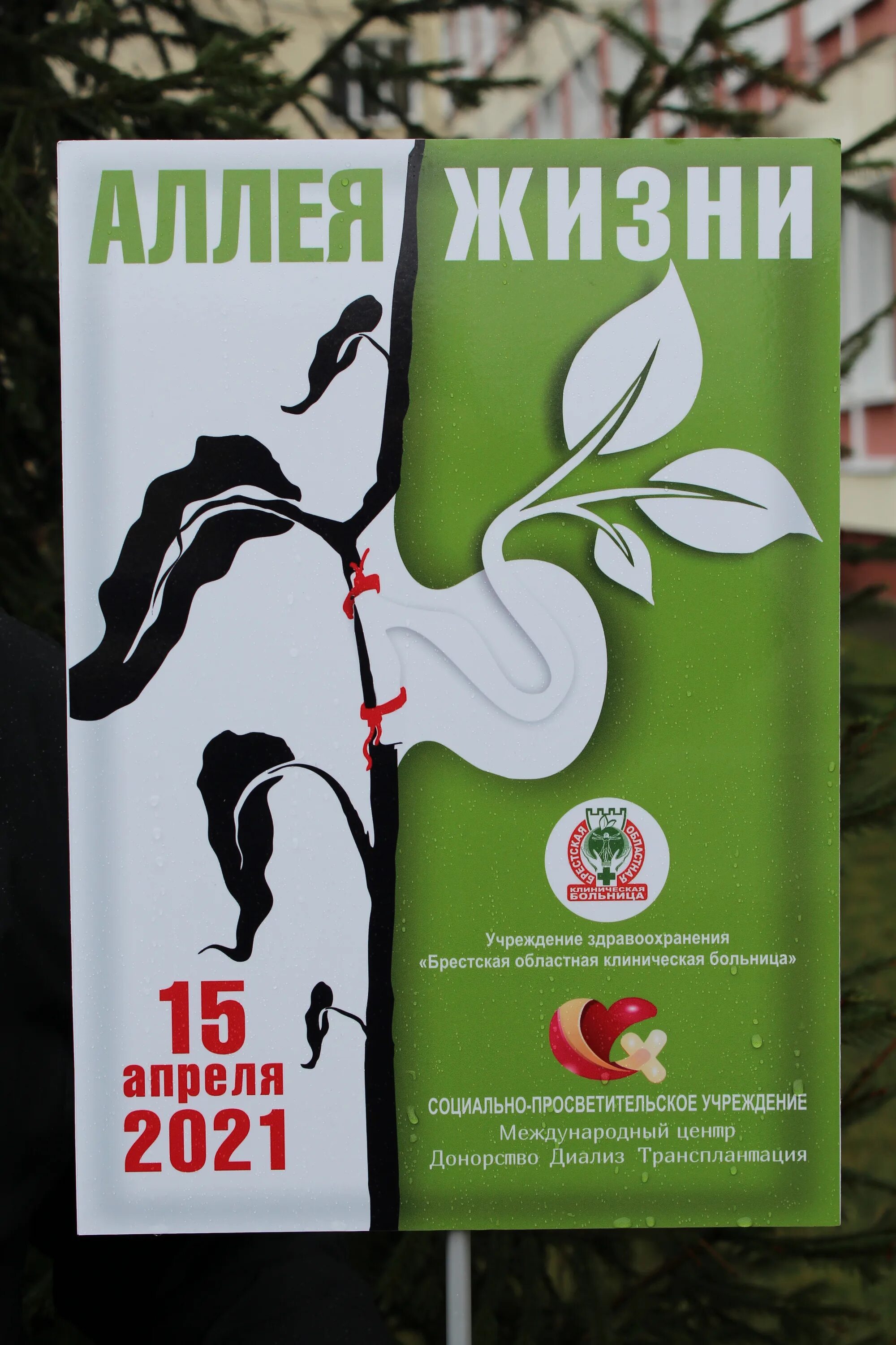 аллея жизни. липовая аллея (ростов-на-дону). аллея жизни. аллея афиша. аллея жизни фрунзенская.