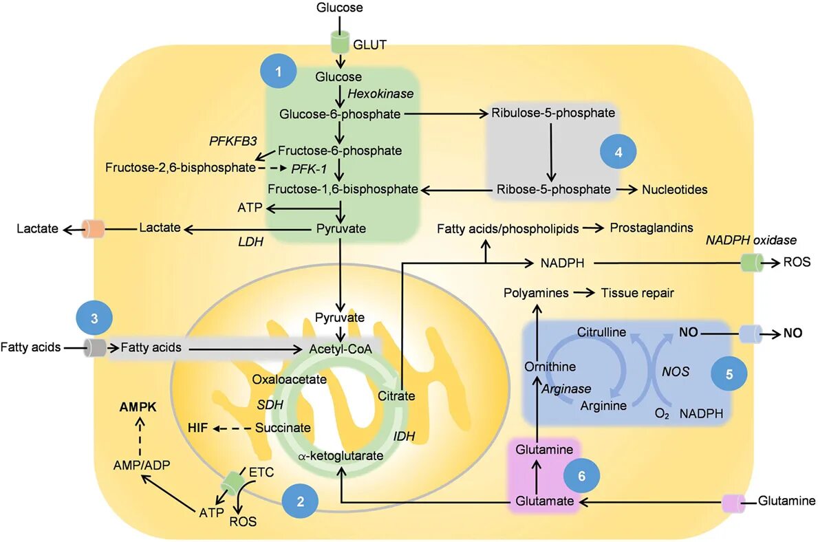 Протекание гликолиза кольцевые днк. Glycolysis Pathway. Активизиция гликолиза “эффект Варбурга. Гликолиз в опухолевых клетках. Глюконеогенез хакида.