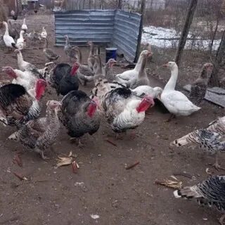 Индюки на племя