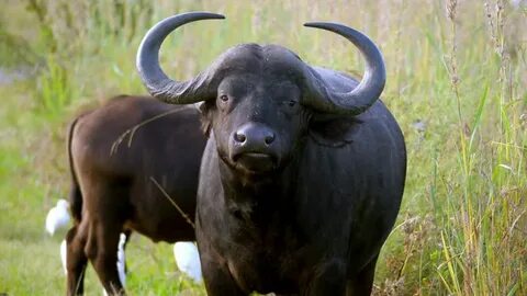 Жетілген орыс порно актрисасы