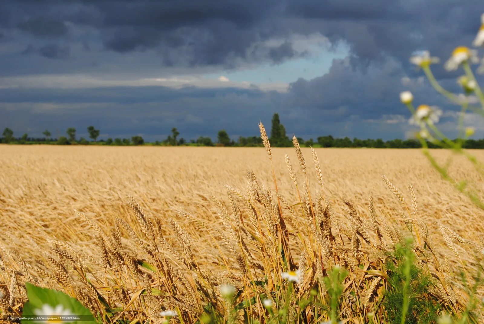 поле пшеничное поле кугарчинский район. хлебные поля краснодарского края. беларус 10. пшеничка колосок. прохоровское поле пшеница.