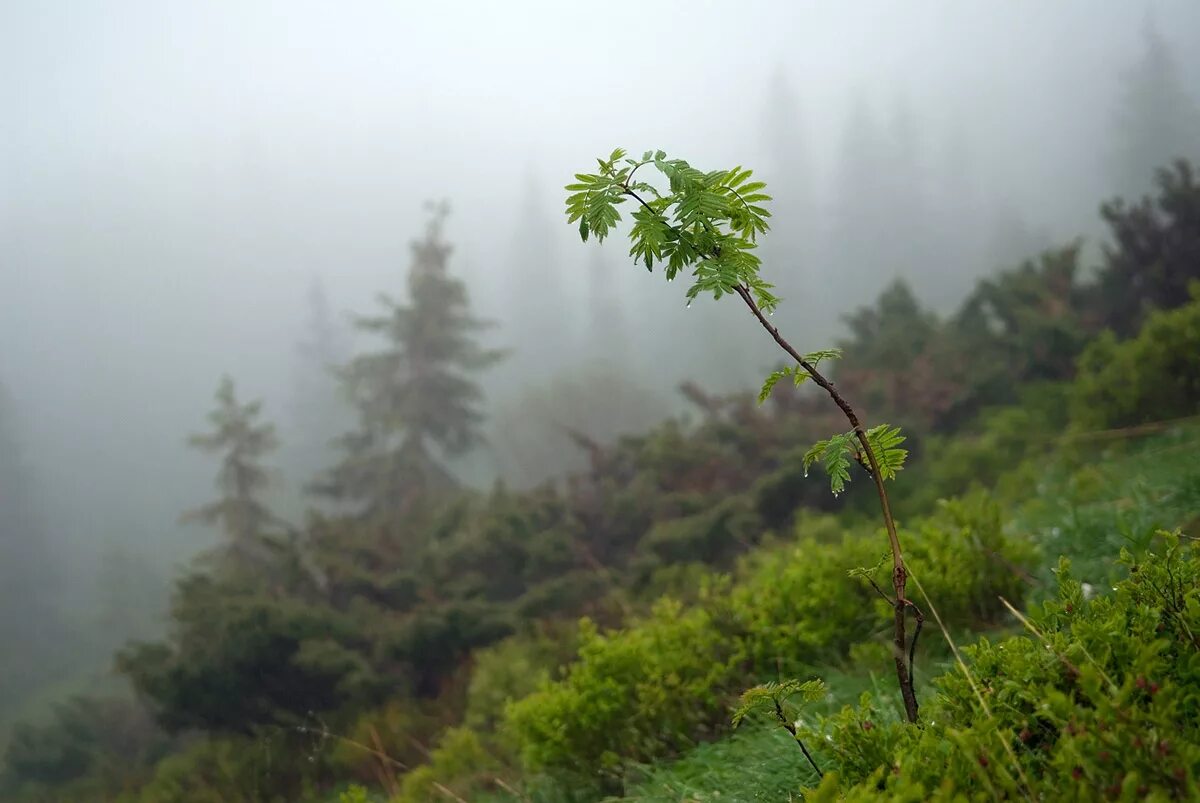 лес в тумане. роса в лесу. капли на растениях и животных. влажность в природе. влажный воздух в лесу.