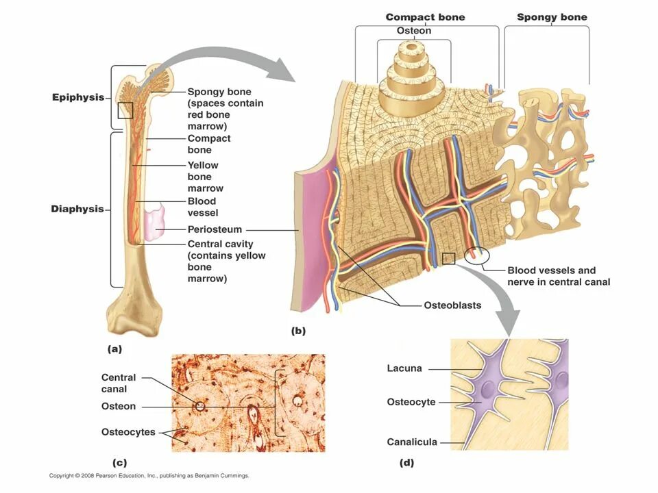 Layers bone. Bone structure. эндост кости. bone tissue. tubular bone structure.
