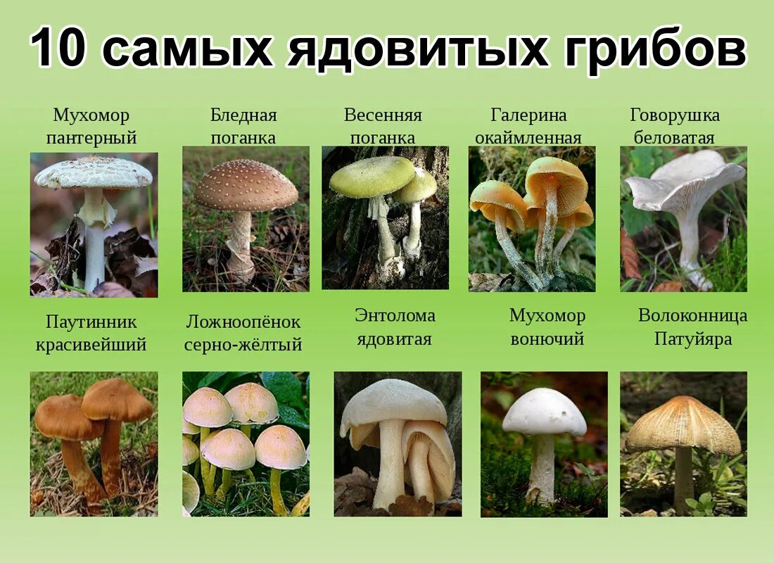 Известные группы грибов