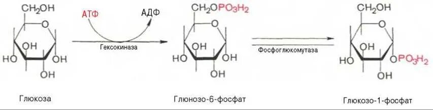 1 фосфат. 6-дифосфат. Глюкоза глюкозо 6 фосфат глюкозо 1 фосфат. Глюкозо 1 фосфат в глюкозо 6. Глюкозо 6 фосфат в глюкозо 1 фосфат.