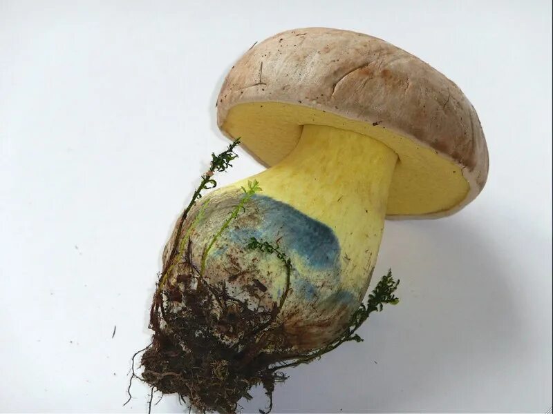 Боровик коренастый boletus radicans. Боровик укореняющийся. Боровик укореняющийся. Боровик укореняющийся (boletus radicans). Боровик укореняющийся.