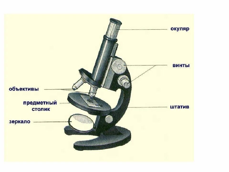Микроскоп составные части. Что такое микроскоп и строение микроскопа 5 класс биология. Устройство светового микроскопа рисунок. Строение микроскопа 5 класс. Строение микроскопа 6 класс биология.