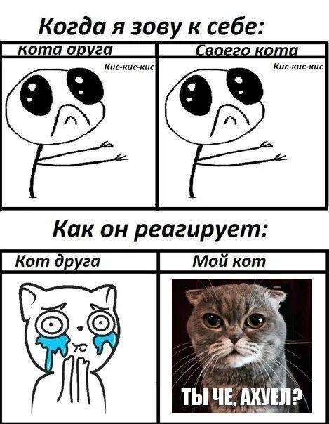 Мемы с котами. Мемы про котов. Кот Мем. Коты с мемами без матов. Кис на русском языке