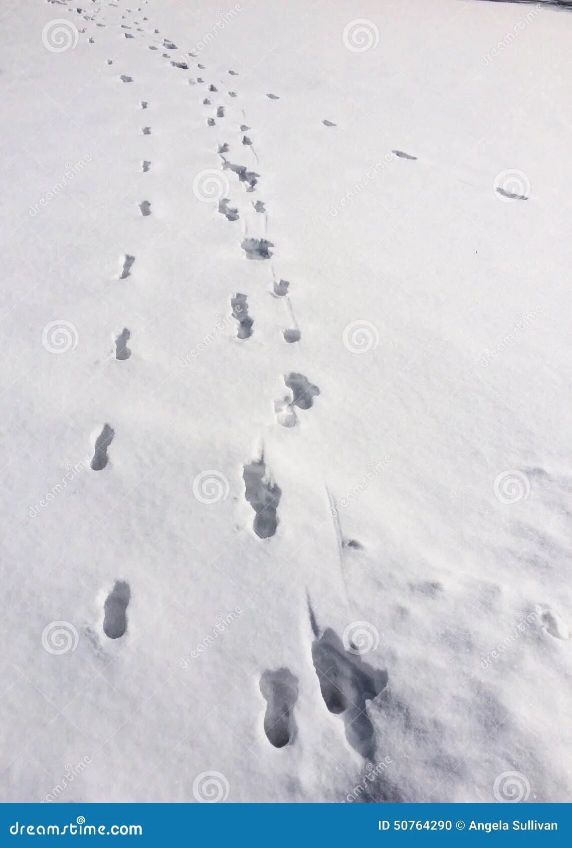 Следы на снегу. Следы медведя на снегу. Следы столбики на снегу. Медвежьи следы на снегу.